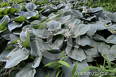 Hosta sieboldiana - very large pant with delicate flowers Stock Photo